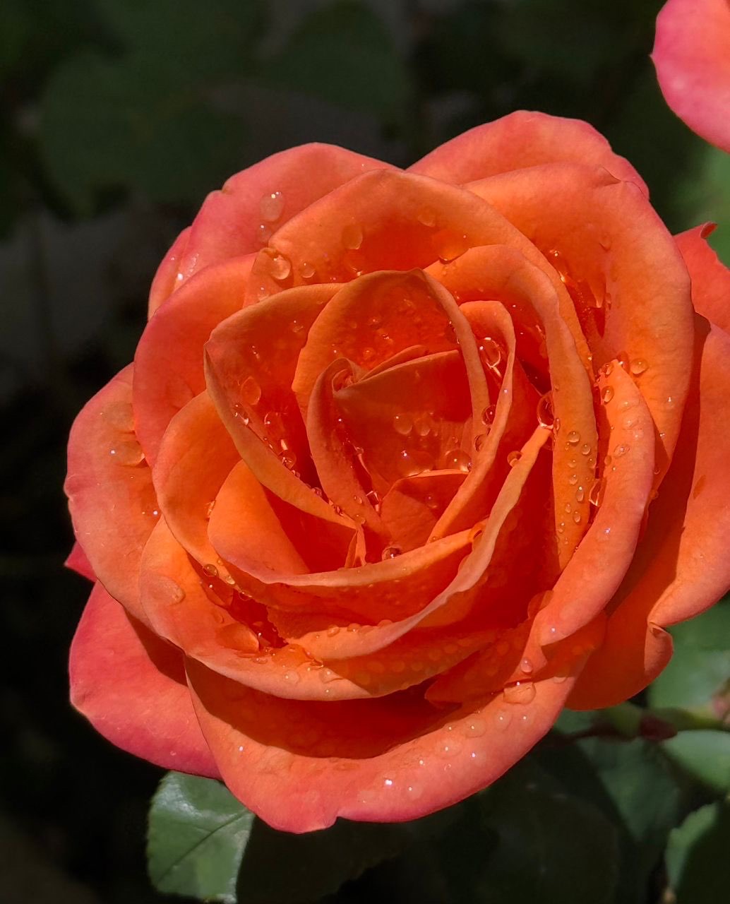 Stunning Rose