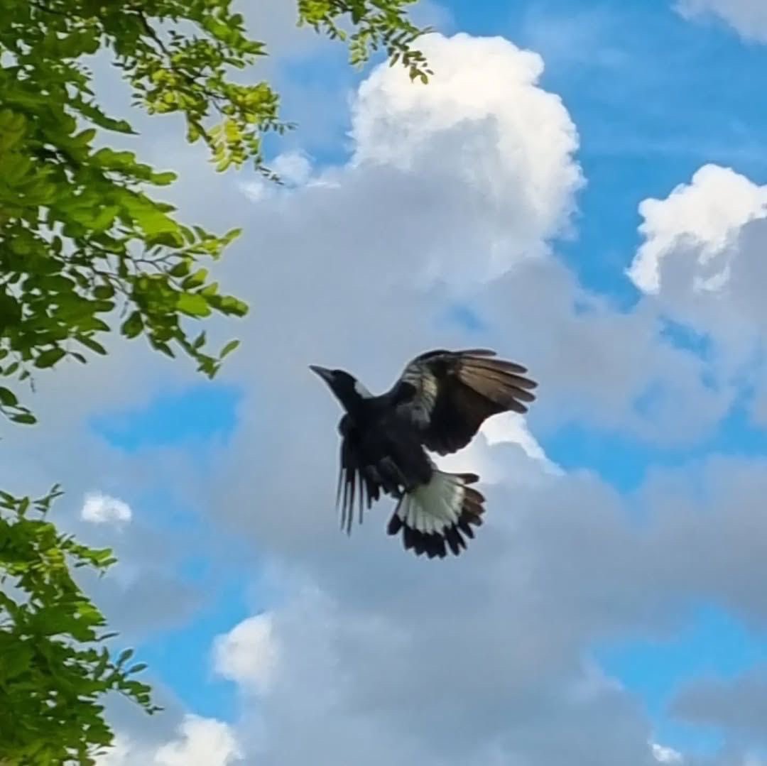 Bird Mid-flight