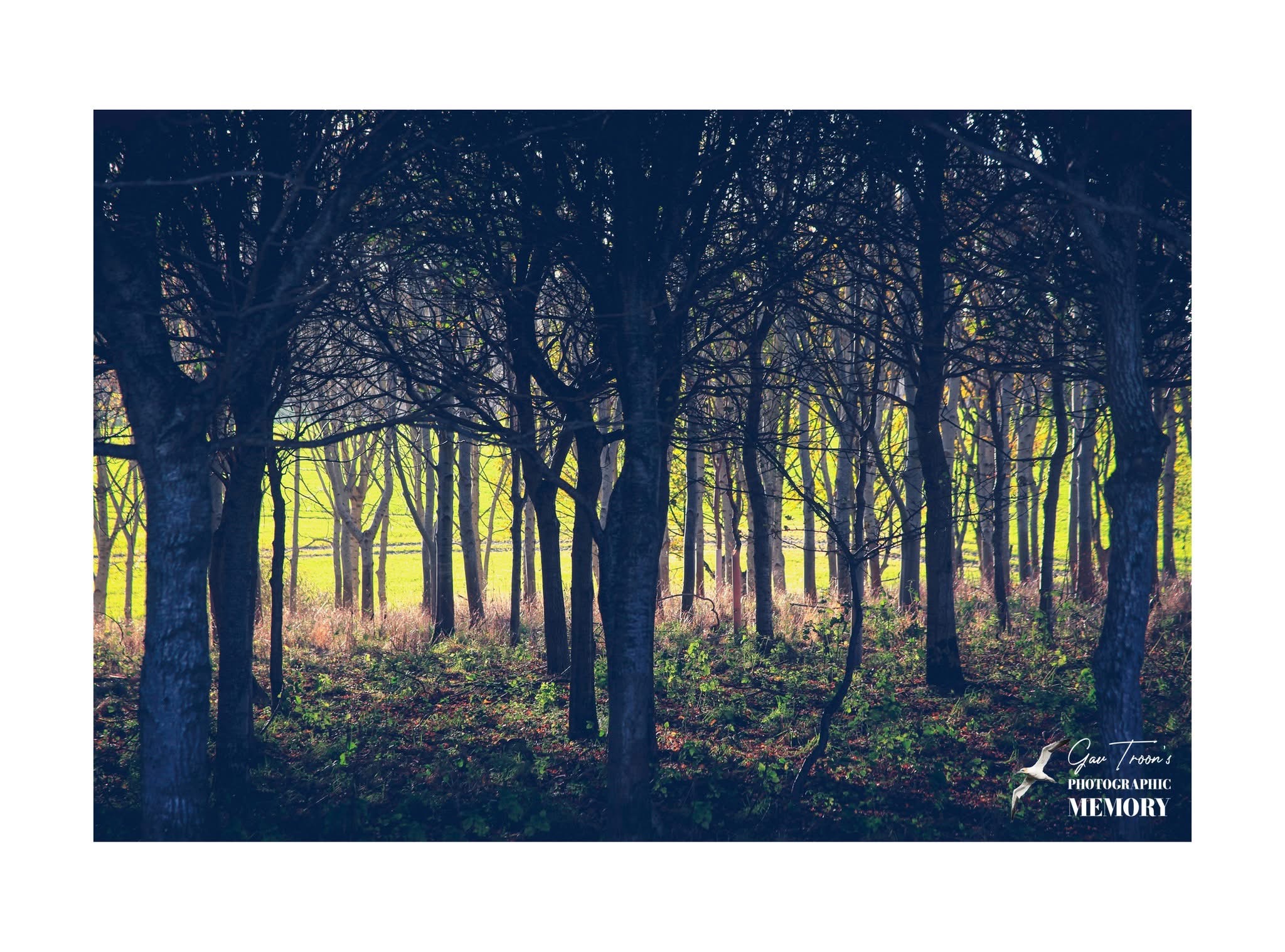 Beyond the Shadow