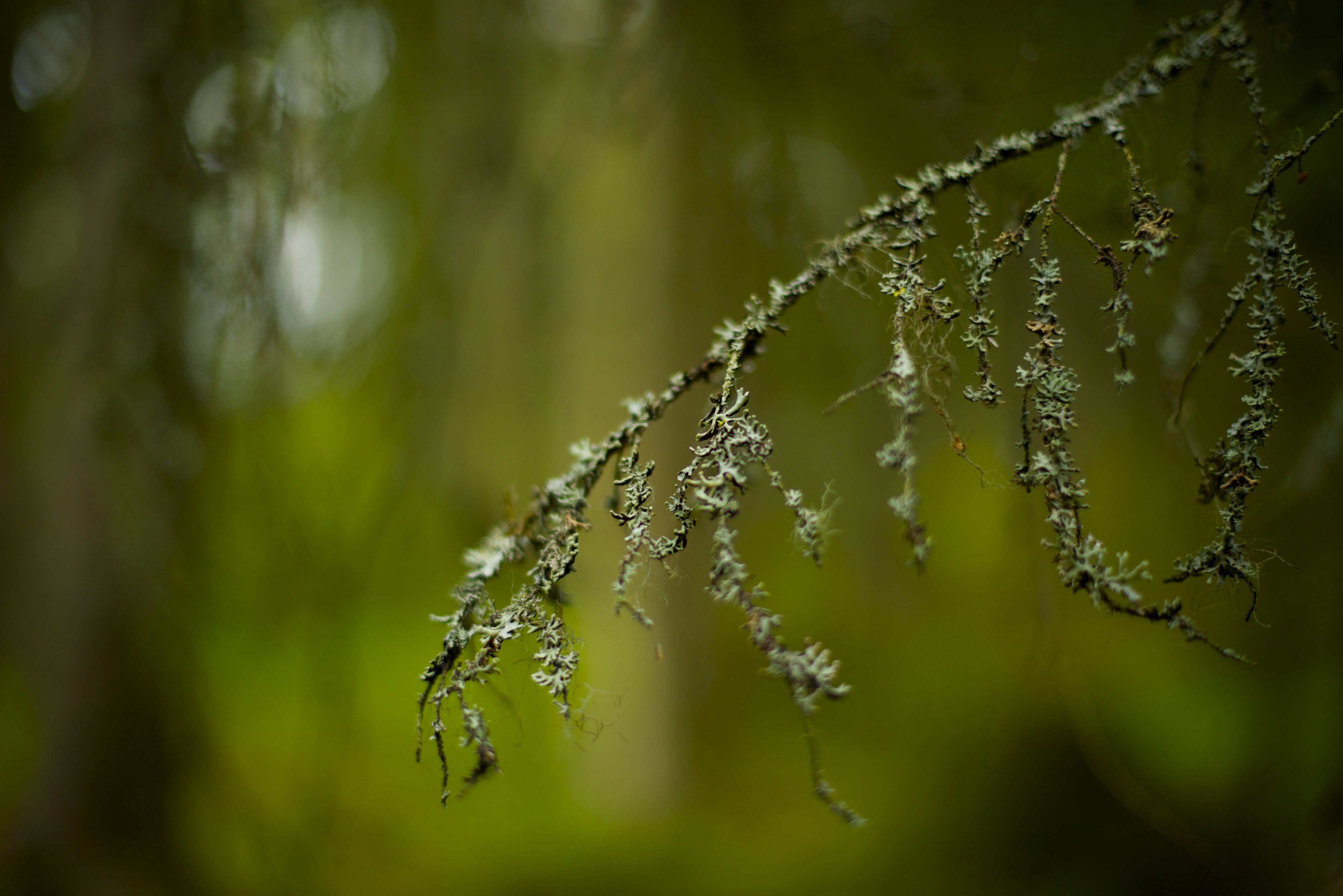 The forest